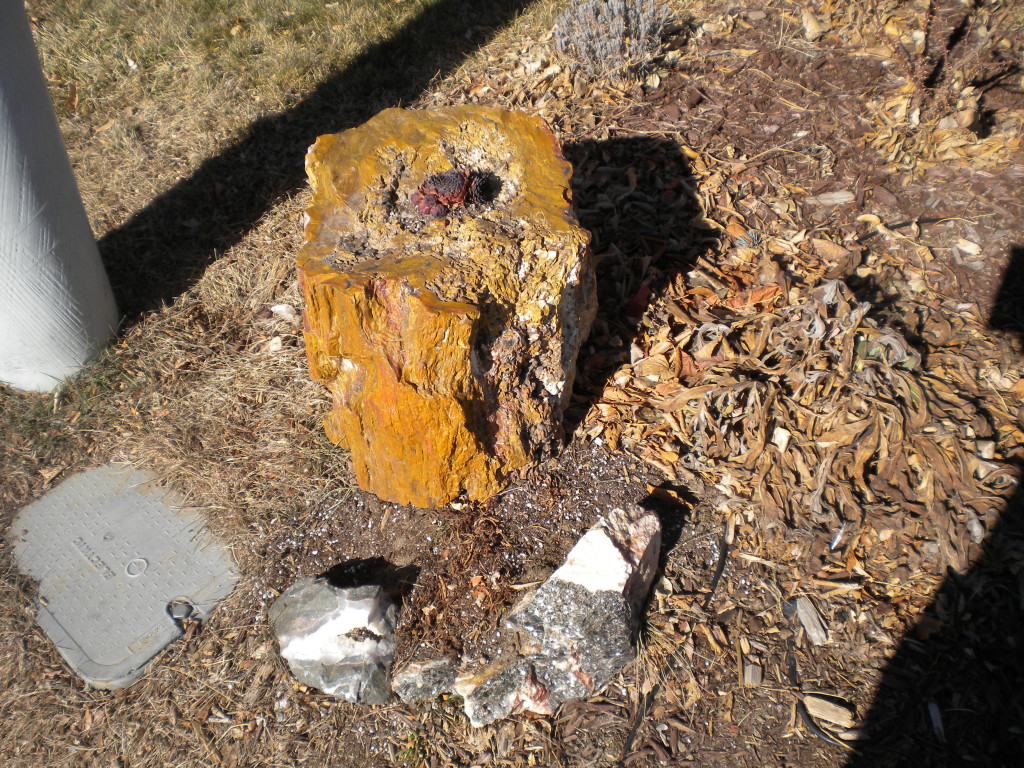 Petrified wood tree trunk?