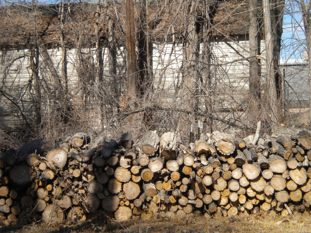 plenty of firewood for the winter