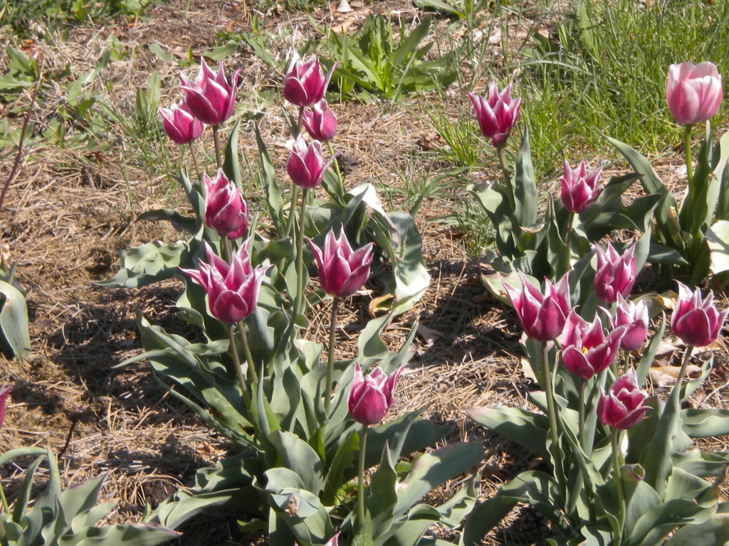 Jennifer says these are a variety of tulips