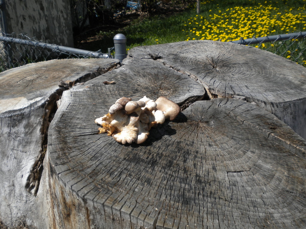 Mushroom on display