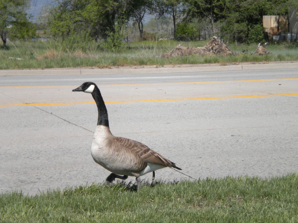 Goose along Hover