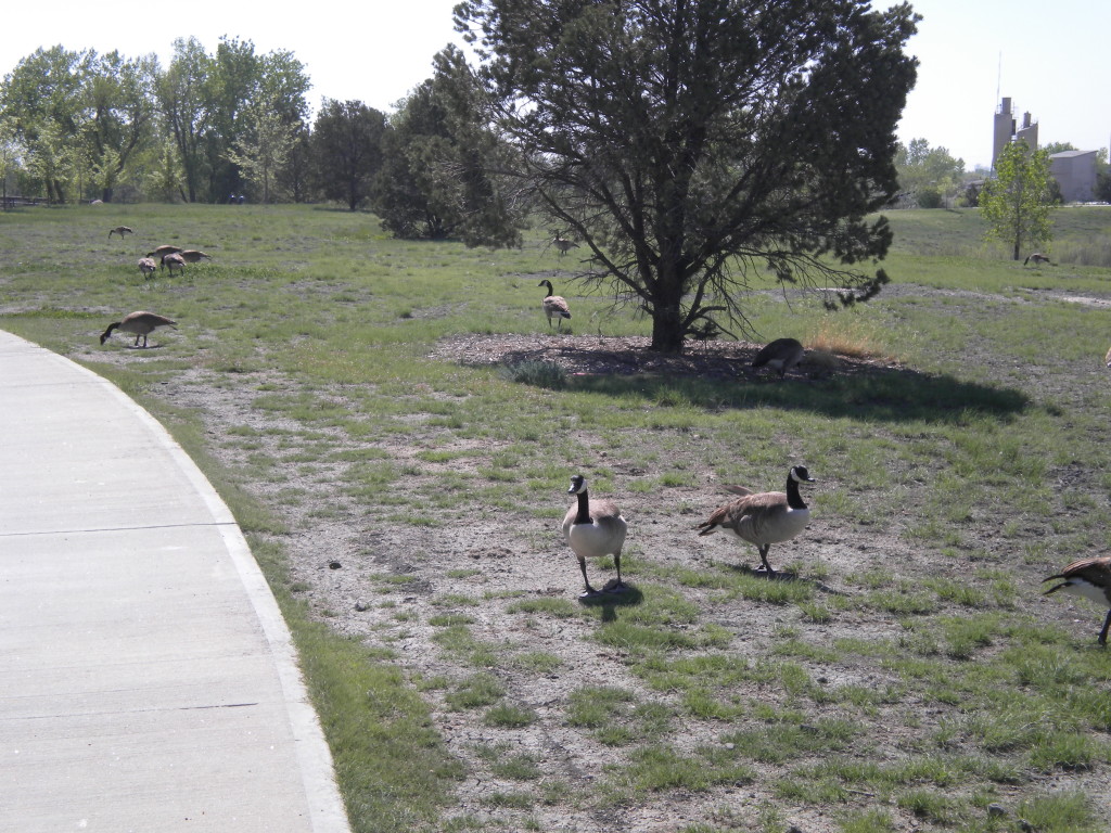 More geese