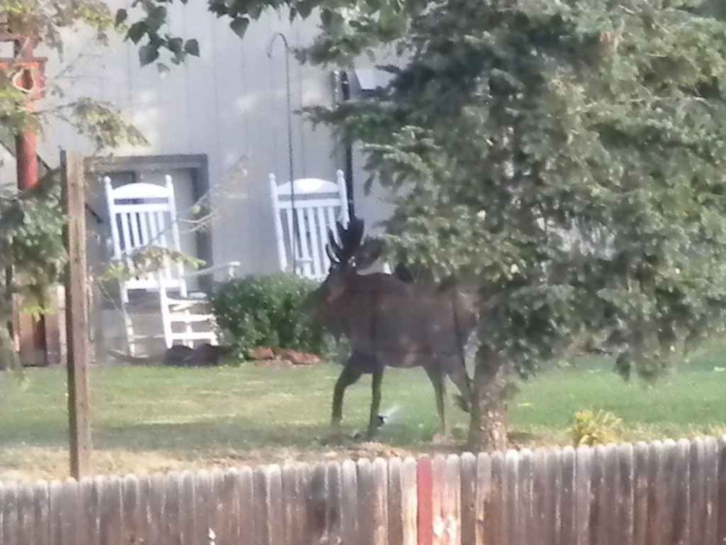 Moose in backyard backing up to Raber