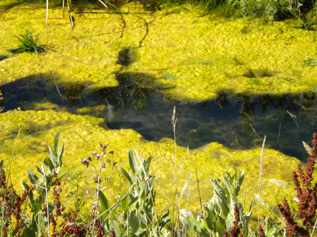 algae-covered ditch