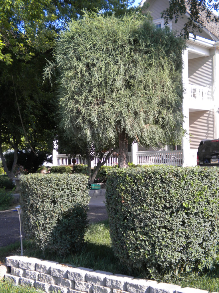 neatly trimmed shrubbery