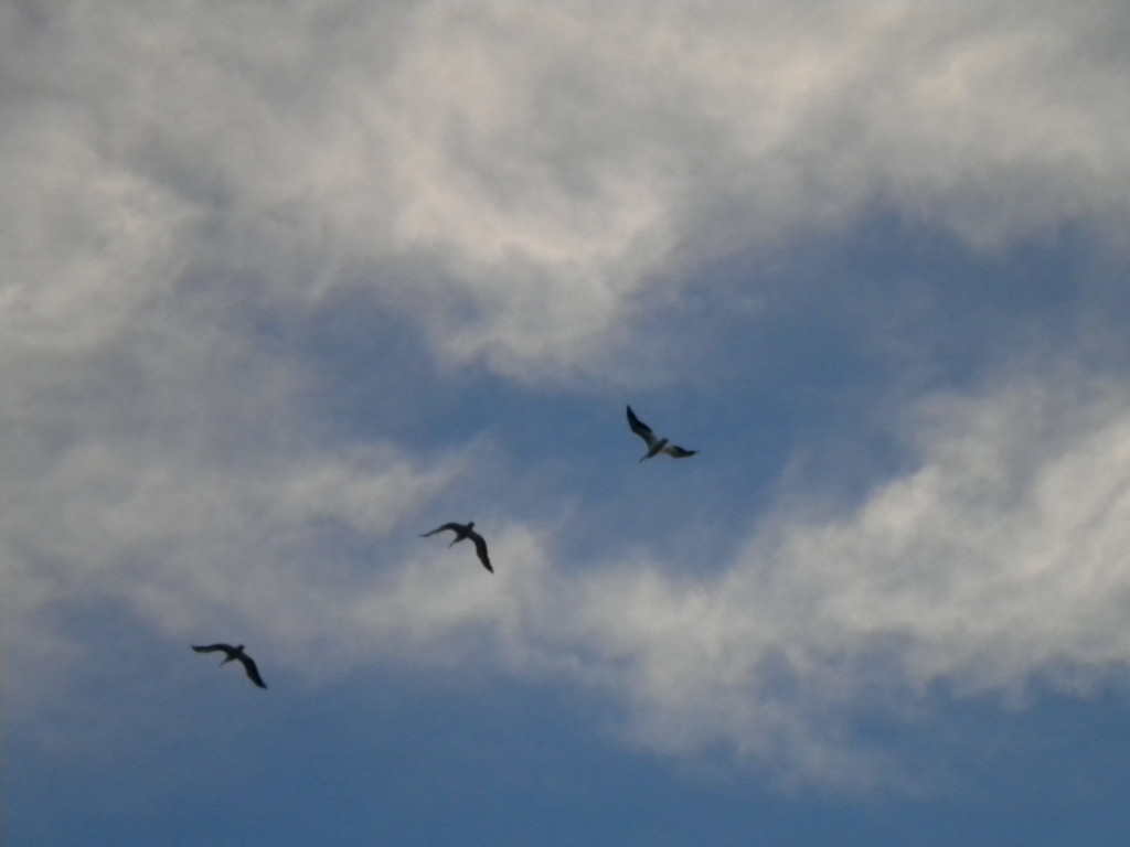 three birds pass overhead
