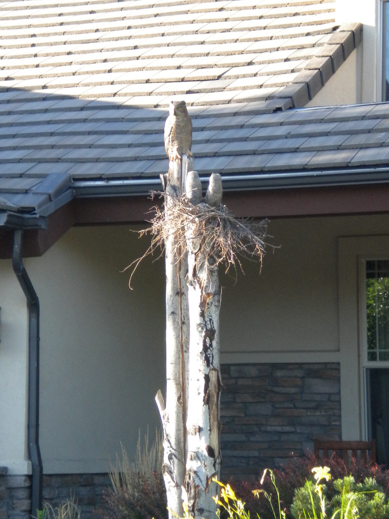 'owl' on a pole