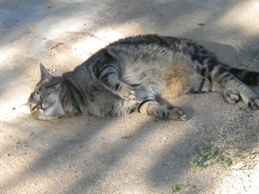 cat basking in the sun