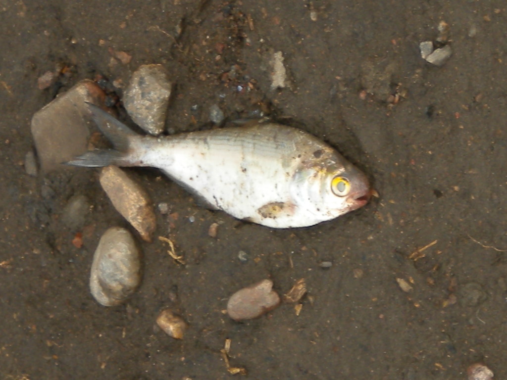 dead fish