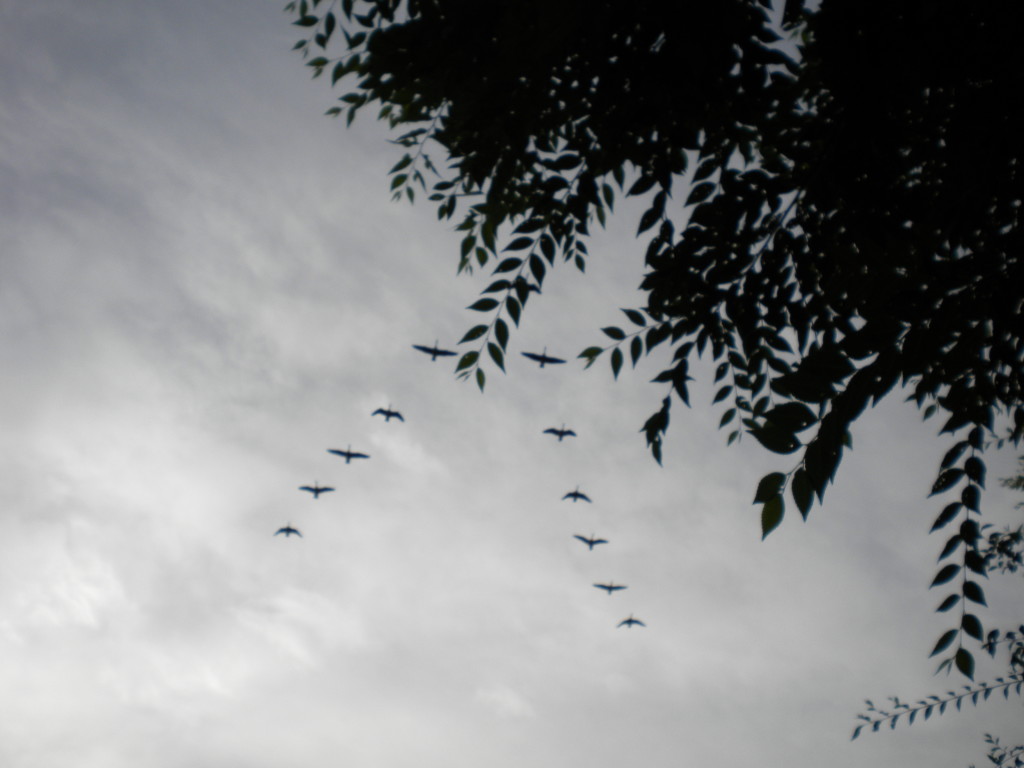 Geese in formation overhead