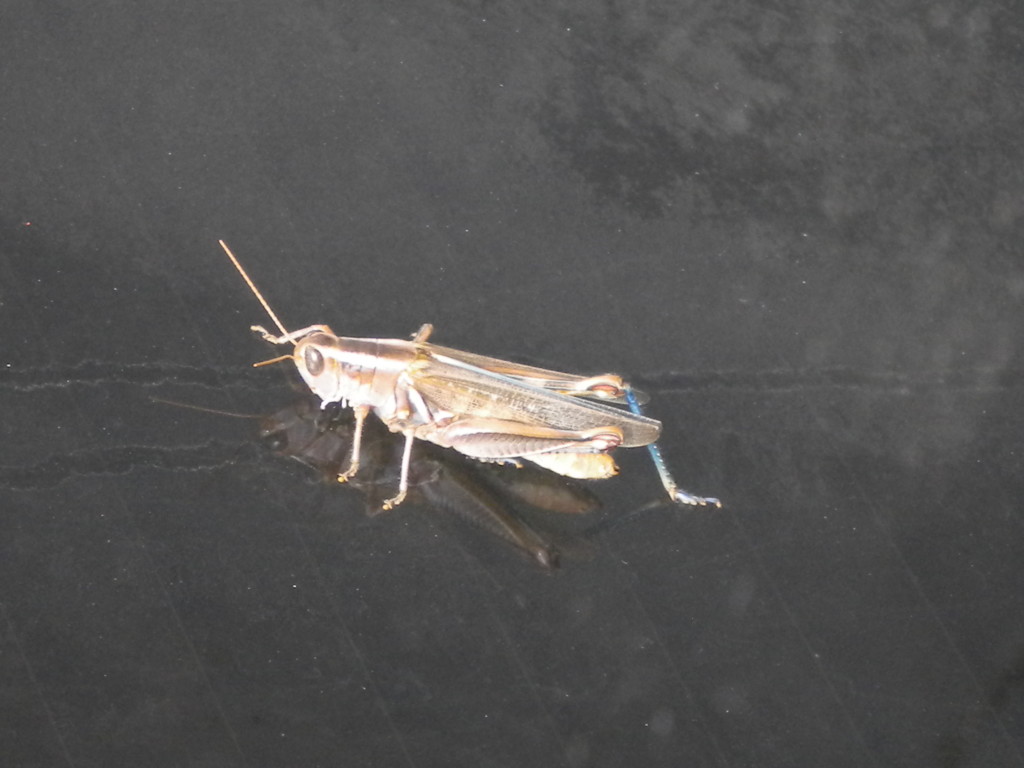 grasshopper on window