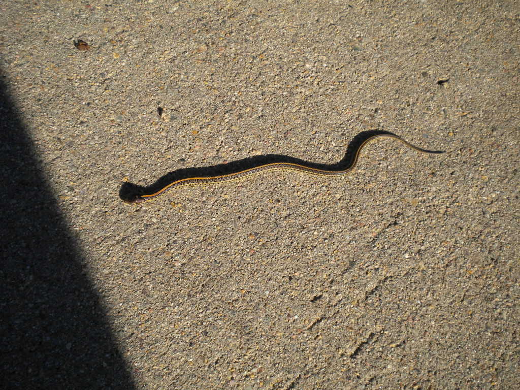 Baby snake basking in the sun