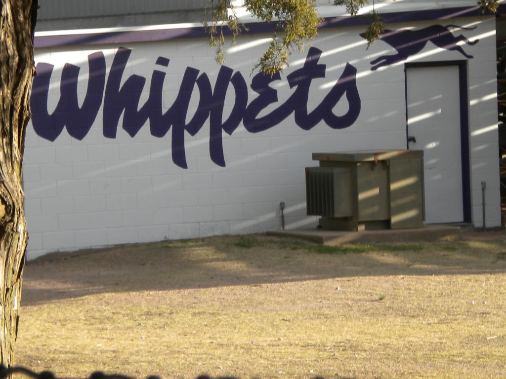 Minden Whippets