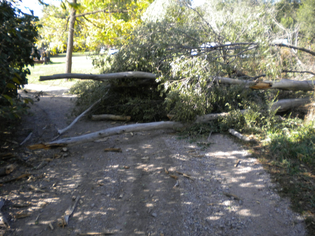 wild Minden # 1 --- tree fallen across road