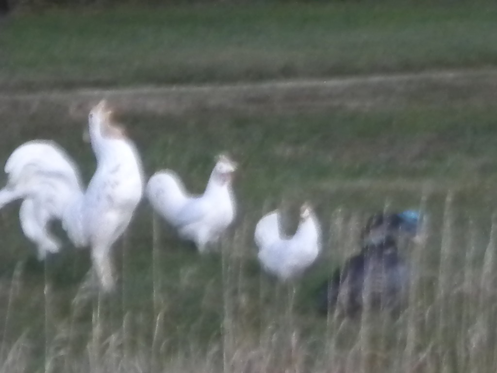 First picture in the dim morning light.. south of town "chickens"