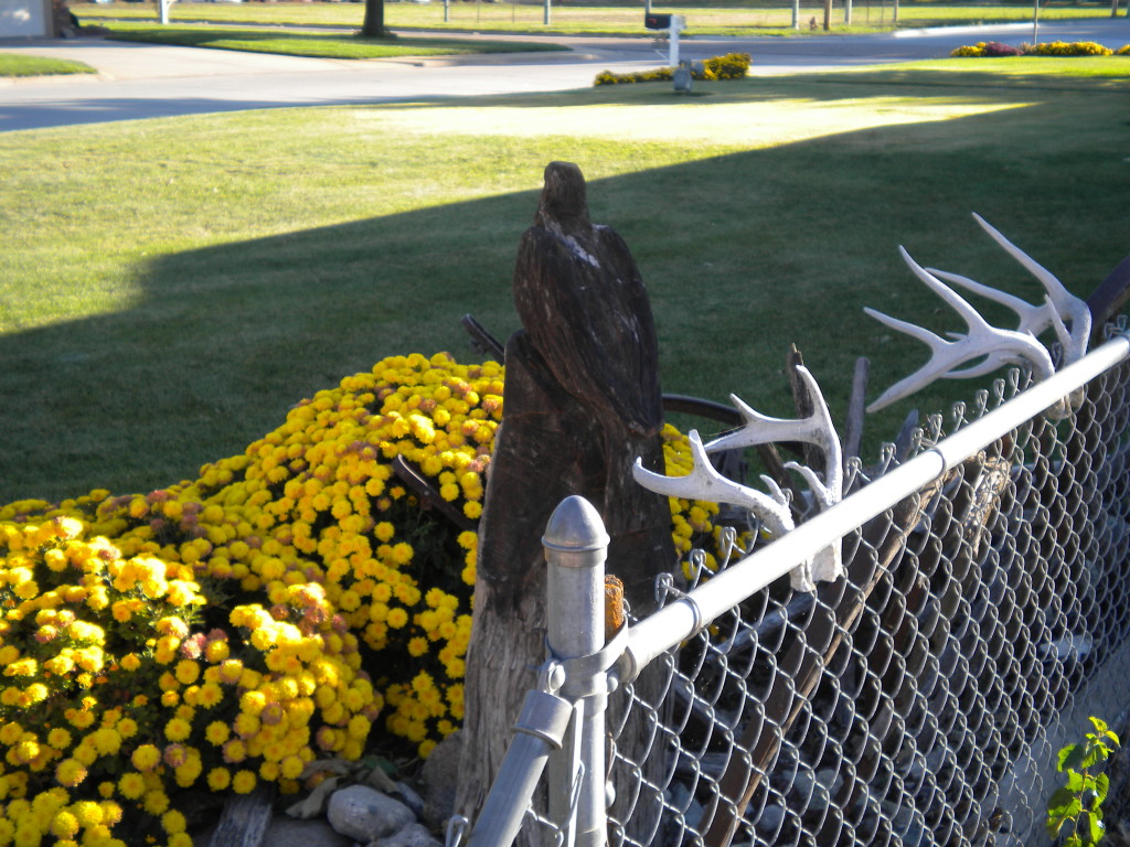 eagle (or hawk) from the back, with antlers
