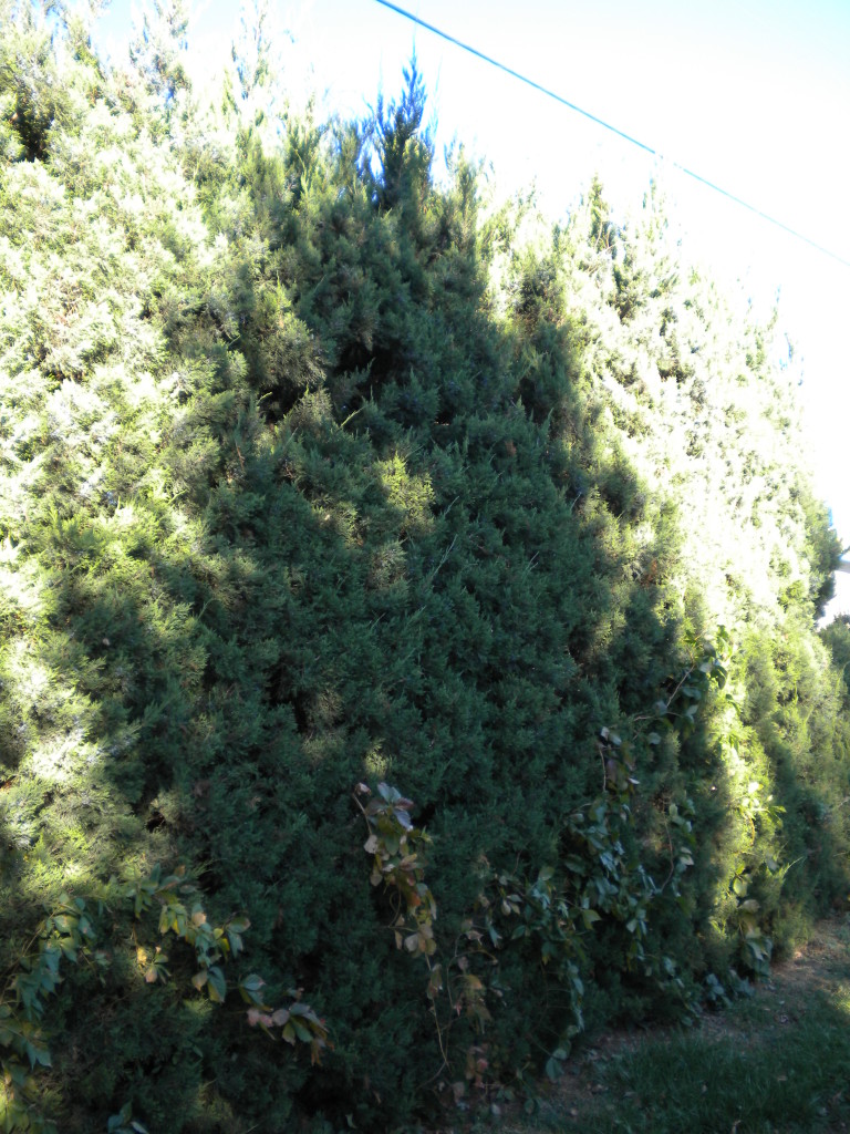 giant hedge