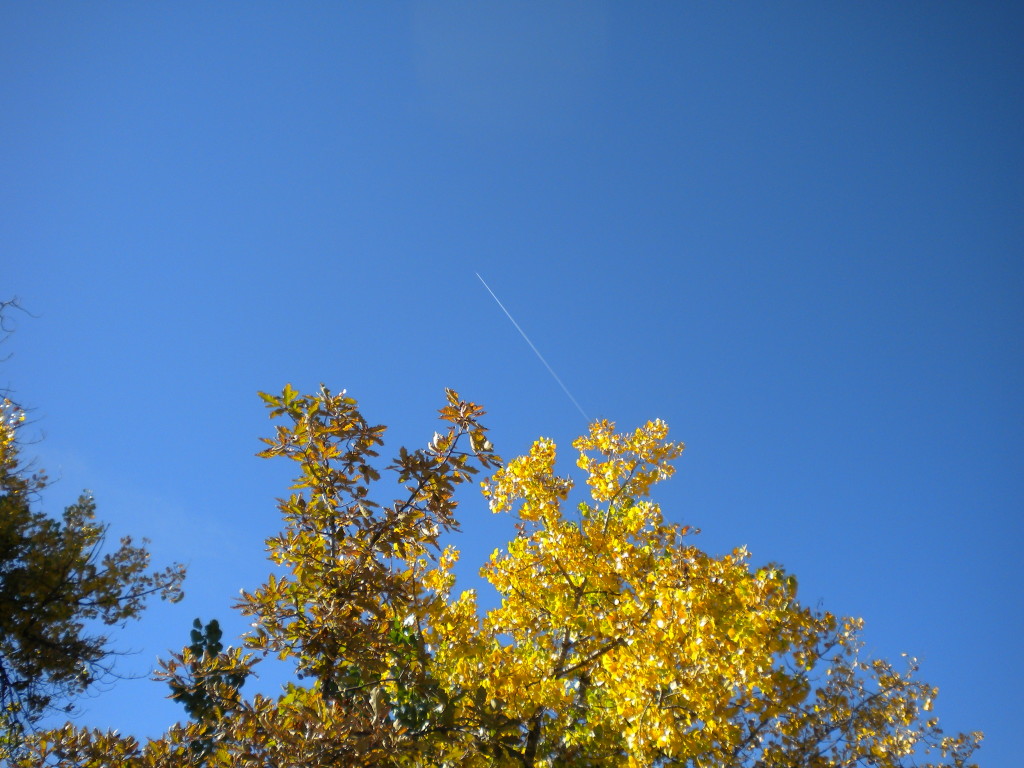 leaves changing color (with jet)
