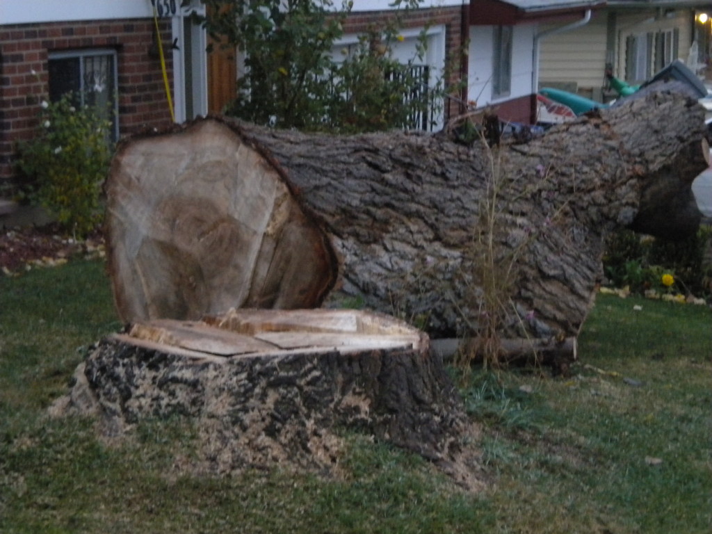 Big Tree down