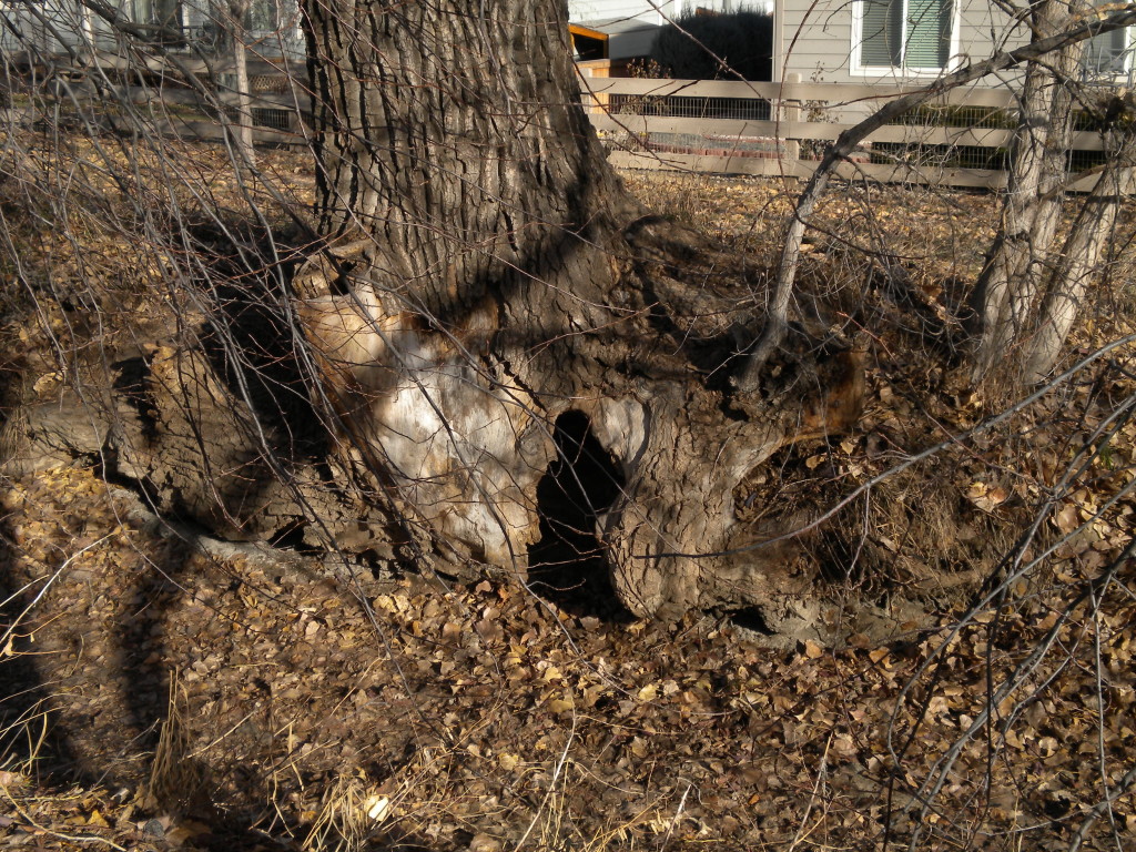 washed-out tree roots