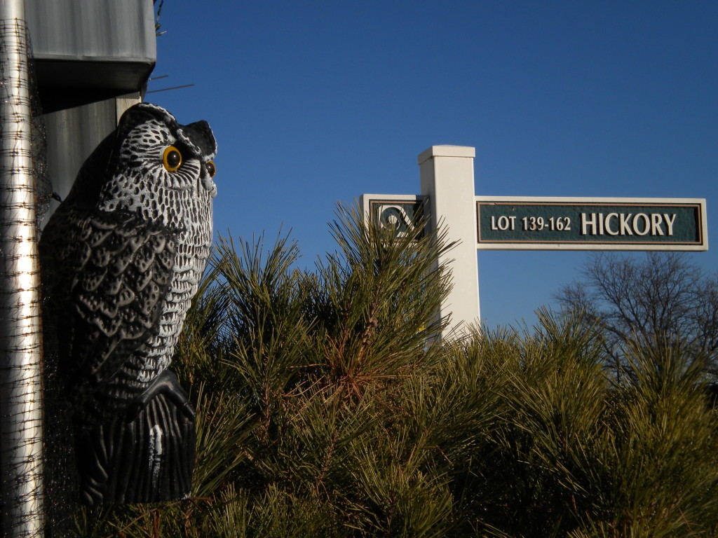 an owl on Hickory