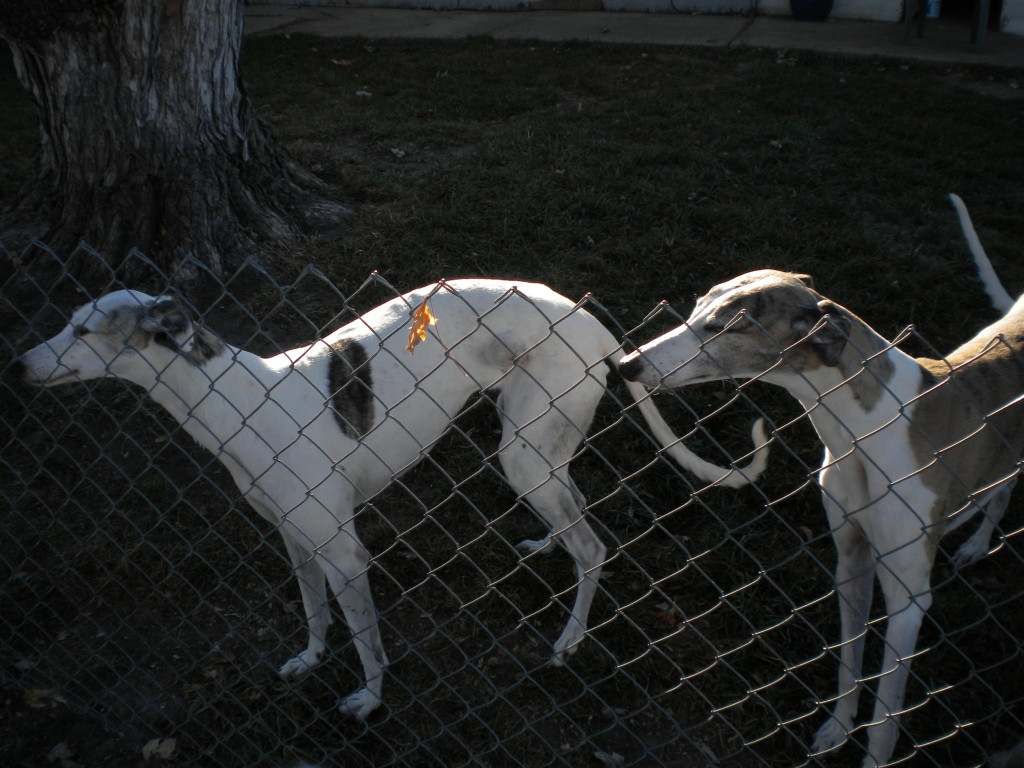 Greyhound rescue