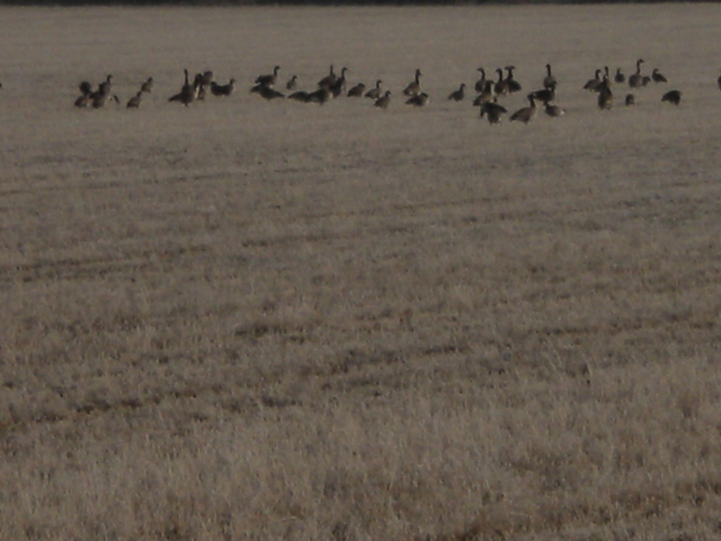 lots of geese